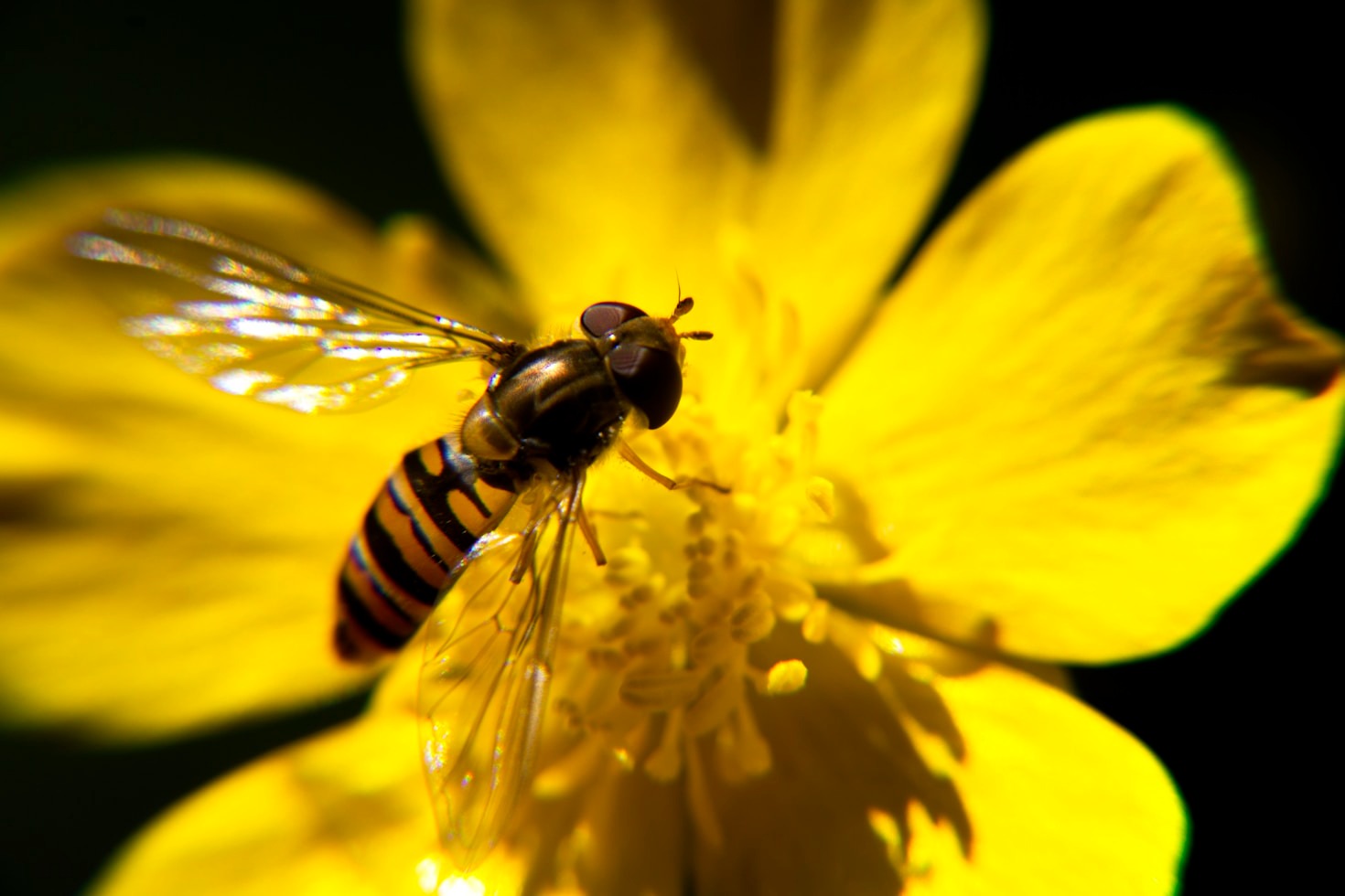 Conexión entre biodiversidad y cambio climático